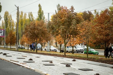 В Курске на Сумской тополя заменят на каштаны