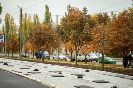 Старые тополя на Сумской заменят на каштаны за счёт предпринимателя