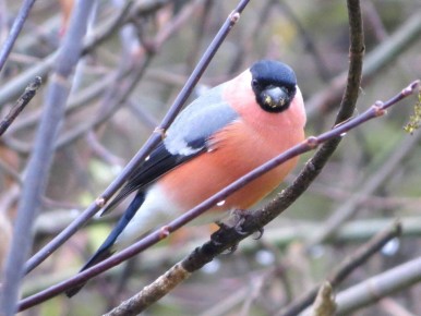 Первых снегирей этого сезона удалось запечатлеть Ларисе Басовой в Железногорском районе