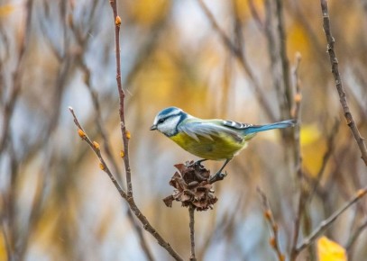 В Курске заметили стайку лазоревок