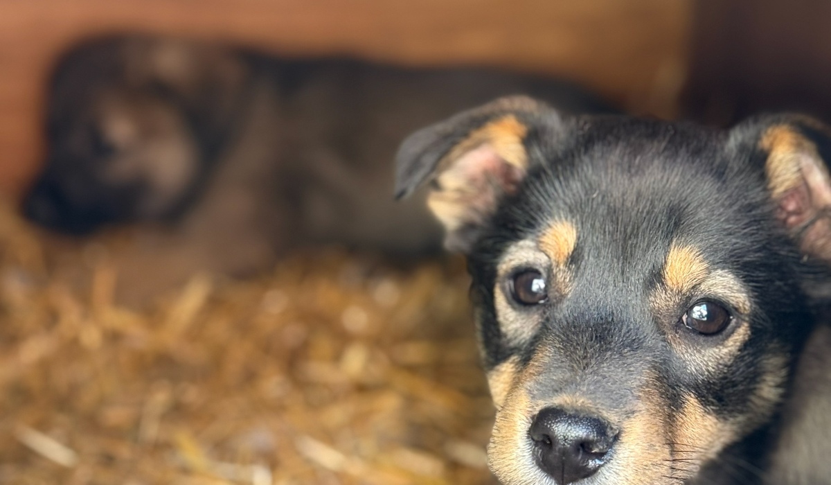 В Курске решают проблему с бездомными собаками на улице Халтурина