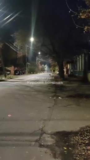 Куряне жалуются на стаи бездомных собак на улице Халтурина