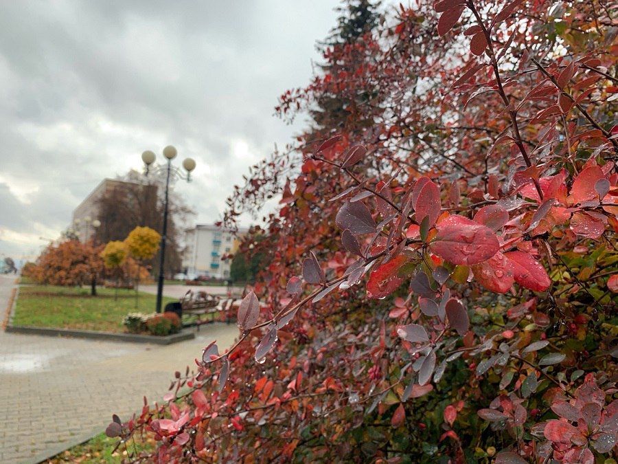 В Курской области 5 ноября ожидается туман и до +11 градусов