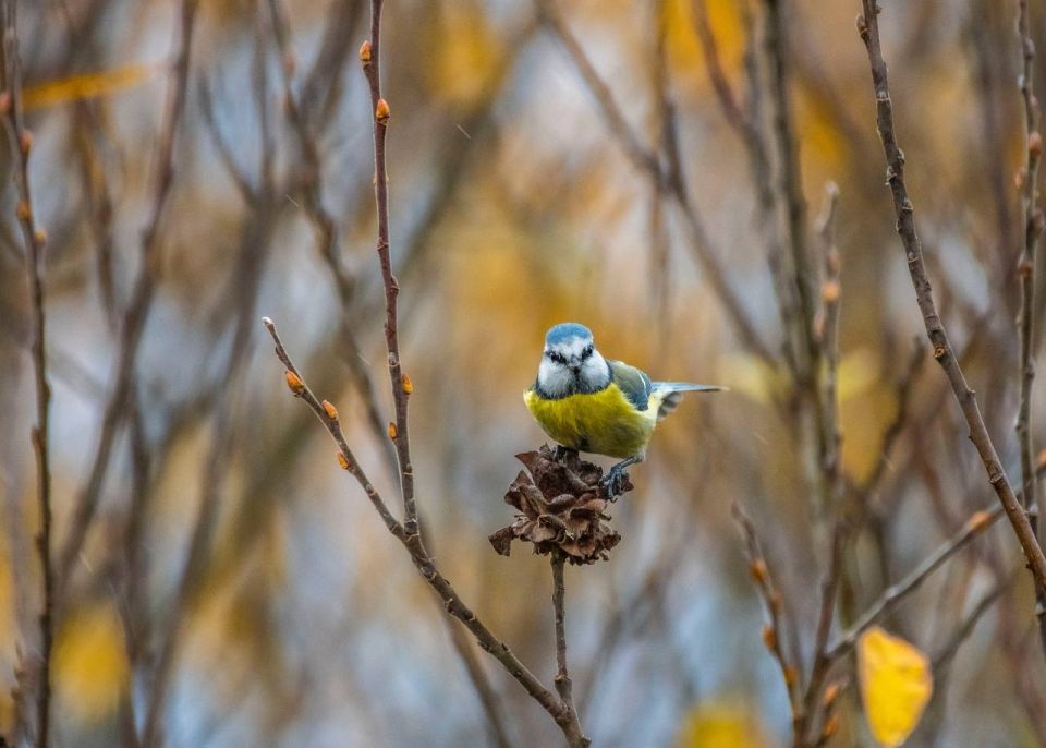 В гостях у лазоревки. В кустарниках ивы на берегу водоёма фотограф заметил маленьких пёстрых синичек