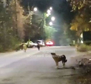 Борисов прокомментировал ситуацию с бездомными собаками на улице Халтурина