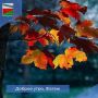 ДОБРОЕ УТРО. Желаем провести сегодняшний день энергично, с самого утра почувствовать заряд бодрости, которого хватит на все запланированные дела