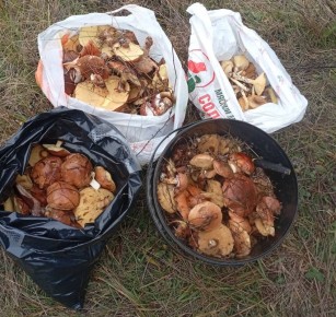 Грибы собирают жители Курской области