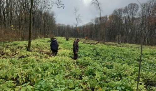 В Курской области сотрудники Минприроды проводят ревизии гослесфонда