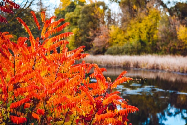 Тепло в Курской области сохранится до выходных
