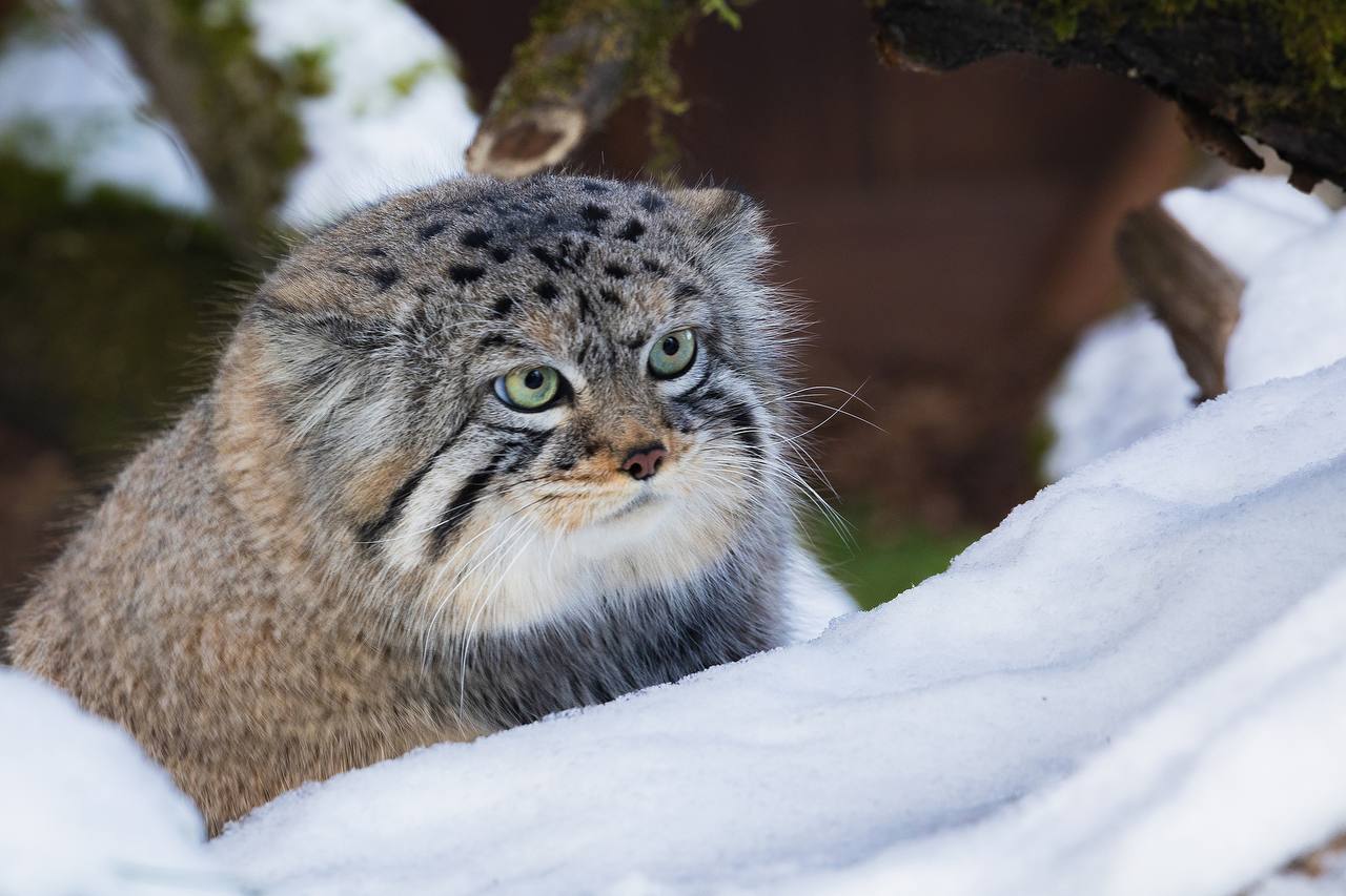 Так выглядит красноярский манул Борис на зажировке - его вес перевалил за 6 кг