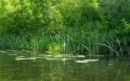 С начала года в Курской области утонули 29 человек: летом — 10, большинство на диких пляжах