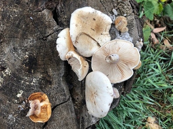 В регионе растет число случаев отравления грибами