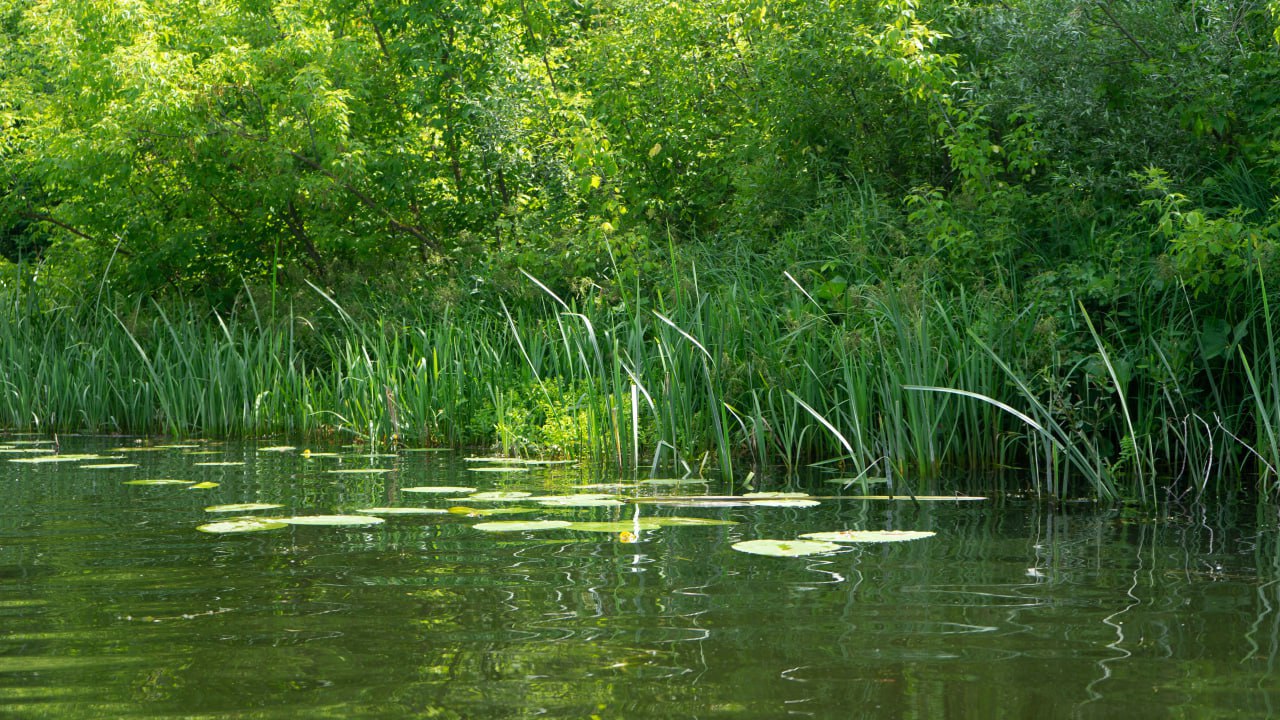 С начала года в Курской области утонули 29 человек