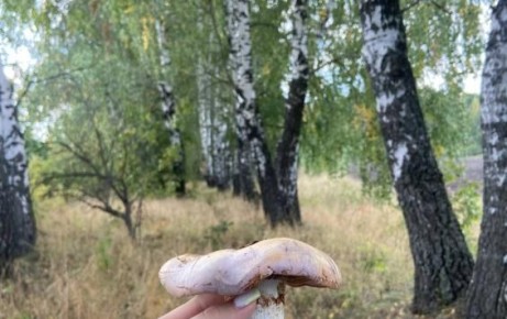 В Курской области за неделю отравились грибами четыре человека