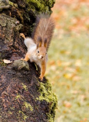Доброе утро! Привет из Железногорска от пушистой фотомодели! Фото: Константин Ларин