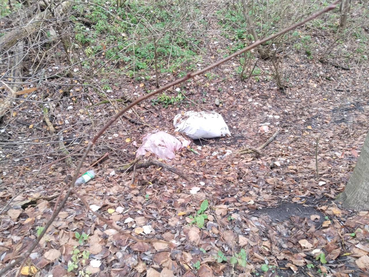 Министр Левин раскритиковал подрядчиков за мусор и аварийные деревья на Боевке