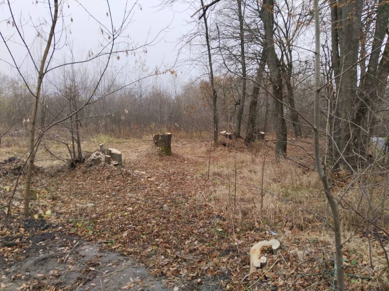 Максим Левин указал на недоработки подрядчика и Дирекции ООПТ в содержании парка «Боева дача» в Курске