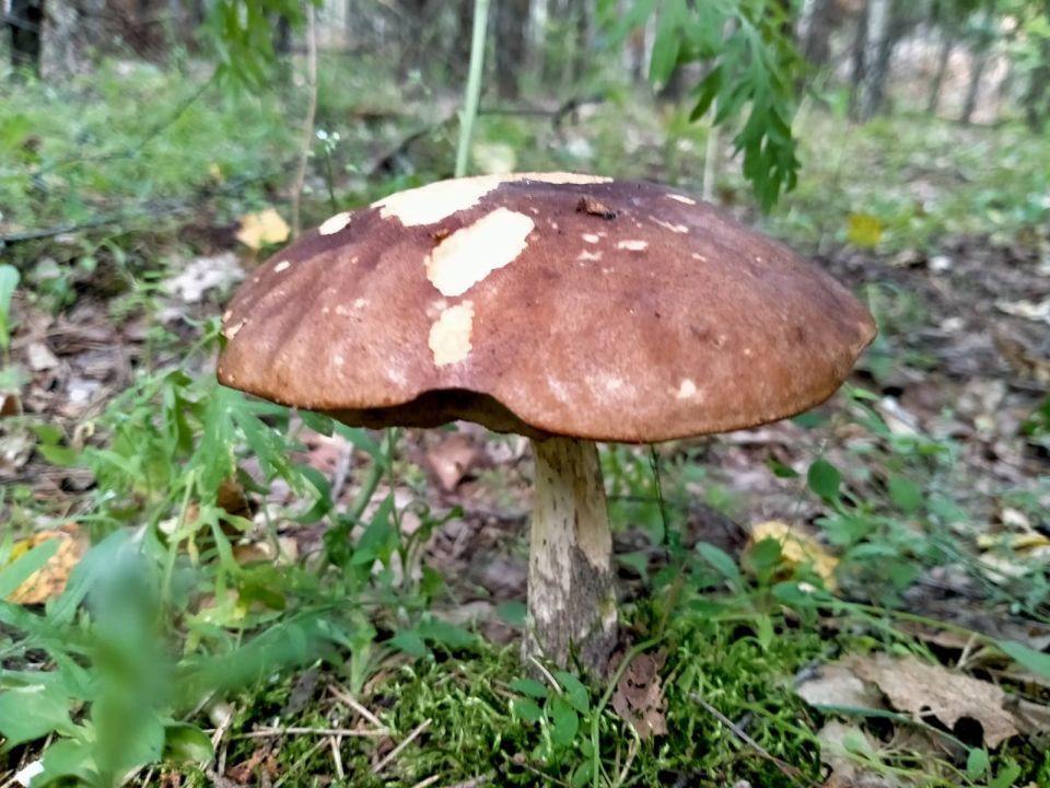 За неделю грибами отравились четверо курян