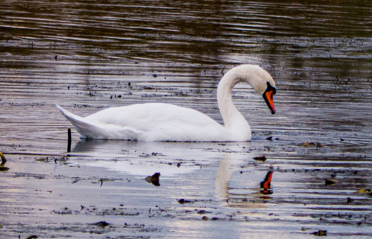 В Курске заметили лебедей. В Курске на водоёмах появились лебеди