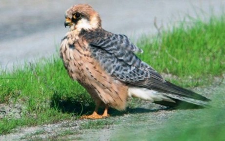 В Курской области внесли в ЕГРН три охранные зоны памятников природы
