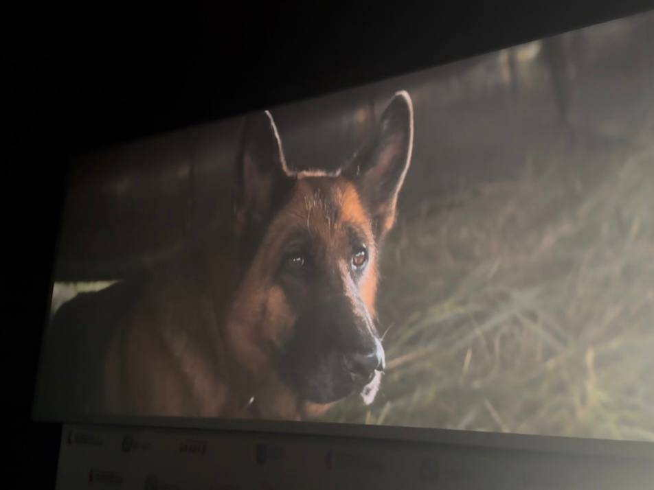 Курская область присоединилась к Всероссийской акции «Кино в каждом звуке»