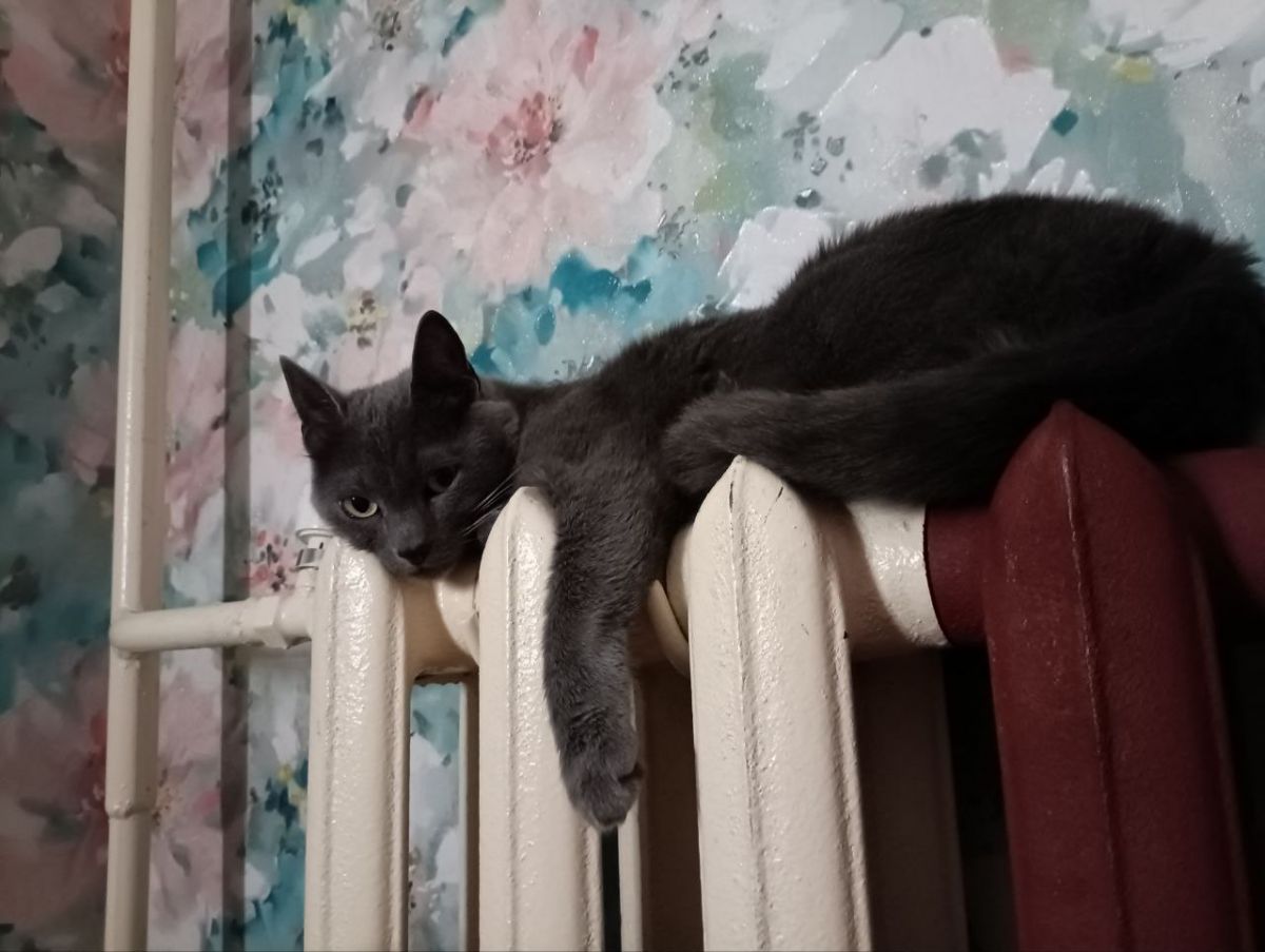 Прокуратура вмешалась в срыв начала отопления в Щиграх