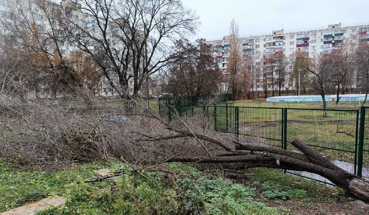 В Курске решают вопрос с упавшим деревом у школы №38