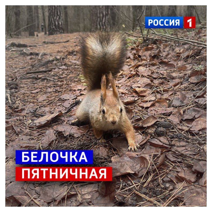 14 ноября, пятница. Если вы всю неделю крутились белочкой, для вас хорошая новость — колесо под лапками скоро остановится