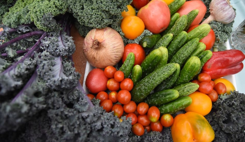 В Курской области за неделю увеличилась средняя стоимость огурцов и помидоров