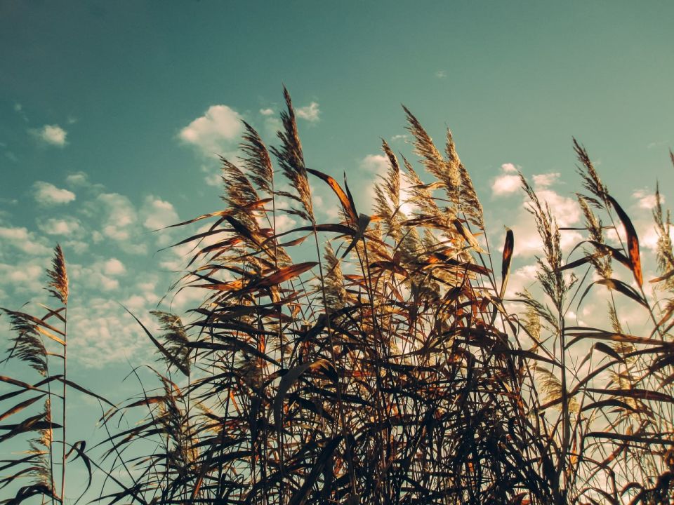 Вечером 14 ноября в Курске может подняться сильный ветер