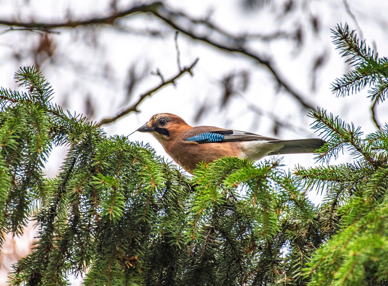 Сойка пересмешница. Сойка с древнерусского означает «сиять»