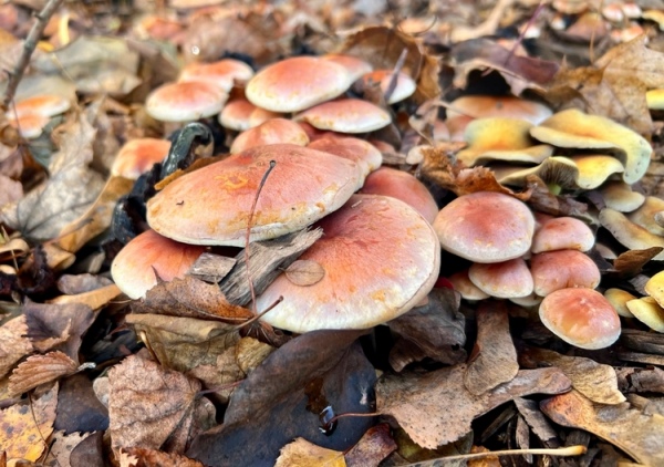 Центр Курска зарастает грибами