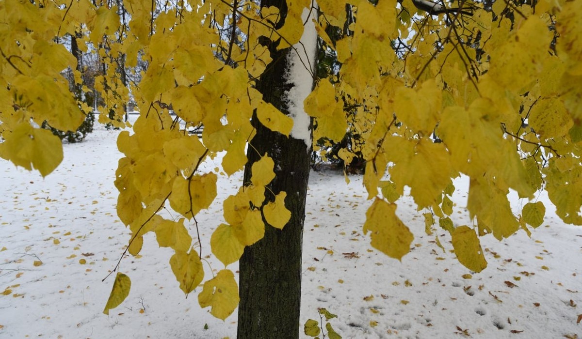 В Курской области 16 ноября ожидается снег и до -6 градусов