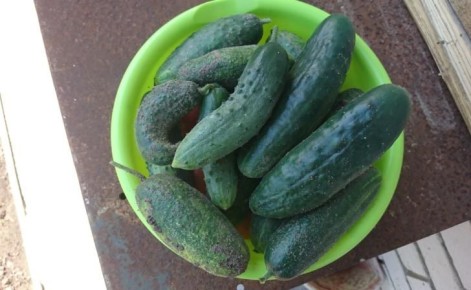 В Курской области огурцы за неделю подорожали на 9,4%