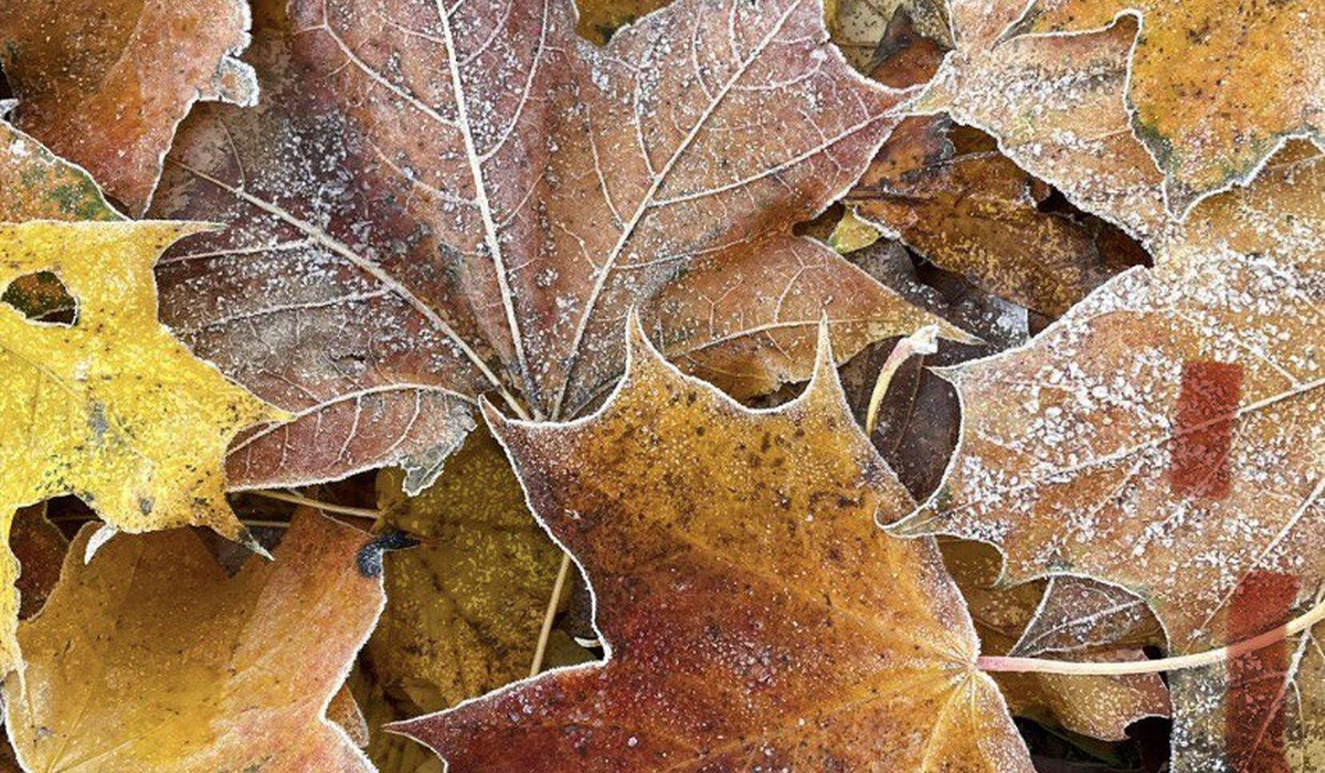 В Курской области 17 ноября ожидается дождь, мокрый снег и гололедица