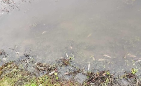 В Курской области зафиксирован очаг мора рыбы