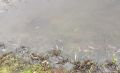 В Курской области зафиксирован очаг мора рыбы