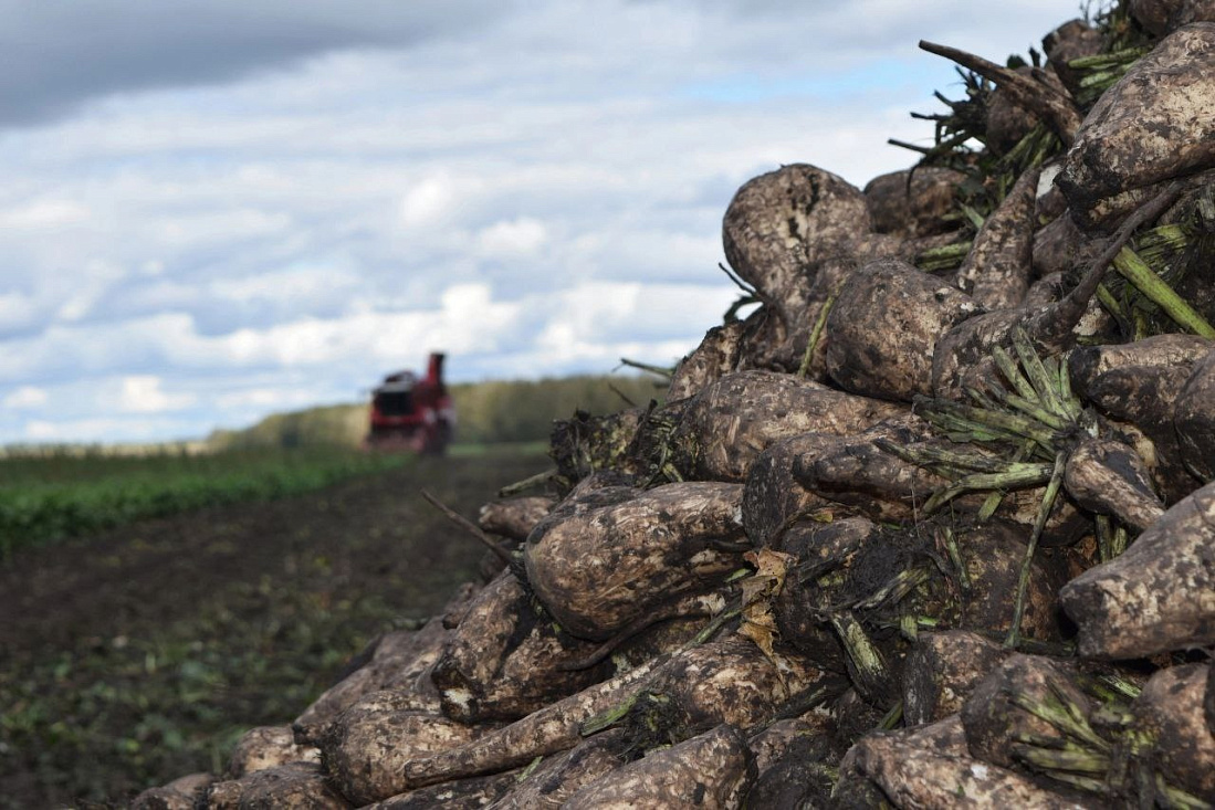 Аграрии Курской области продолжают уборку поздних сельскохозяйственных культур