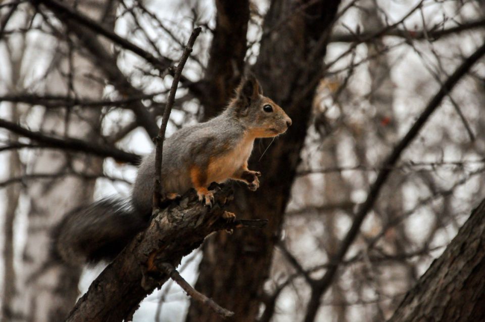 Доброе утро!. Сегодня пасмурно, днём столбики термометров могут подняться до +11°C, при этом местами возможен небольшой дождь