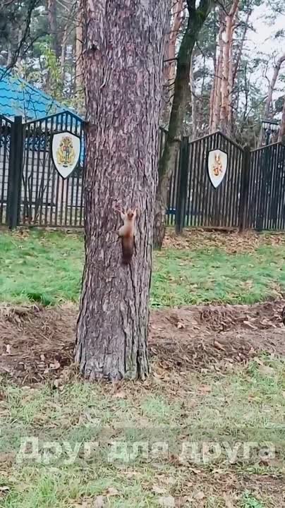 На проспекте Ленинского комсомола в Курске белки устроили игру в догонялки