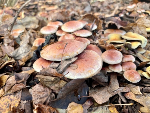 В Курской области эпидемиологи предупреждают об опасности городских грибов