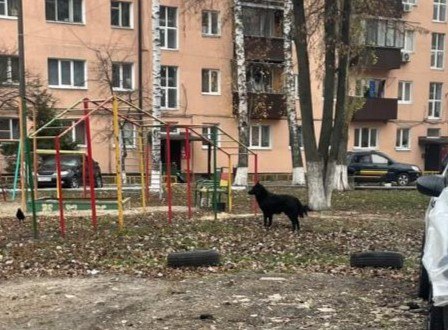 В Железнодорожном округе Курска бродячие собаки снова нападают на людей