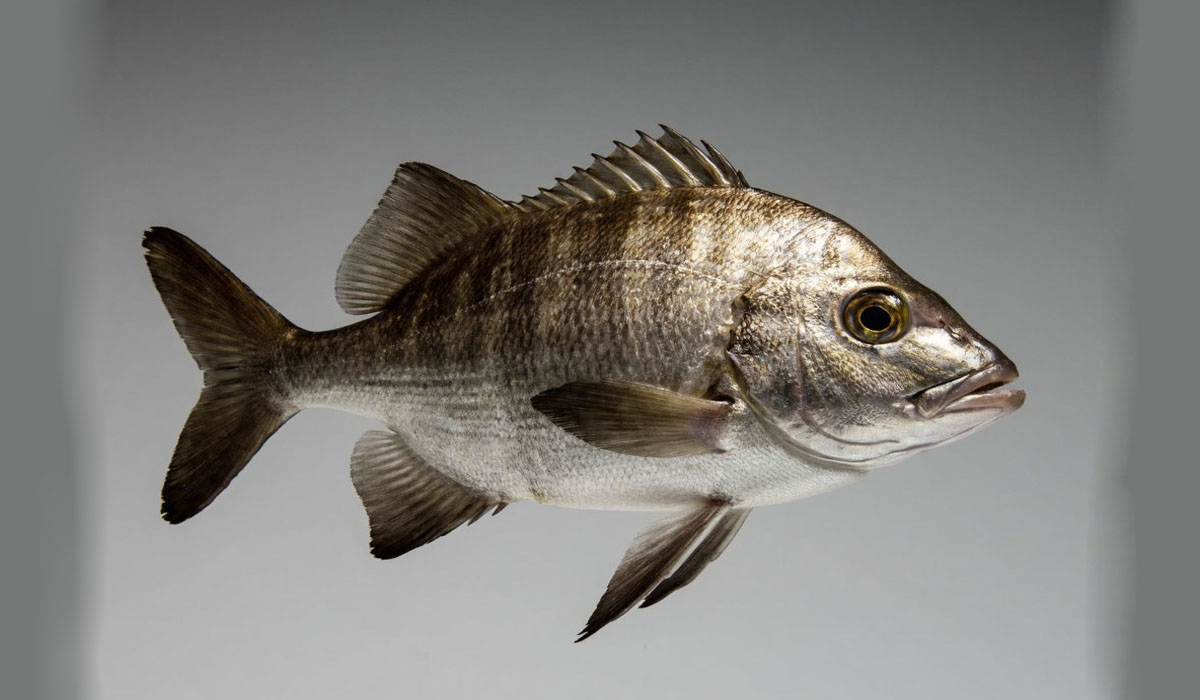 В Курской области проверили качество рыбы и морепродуктов