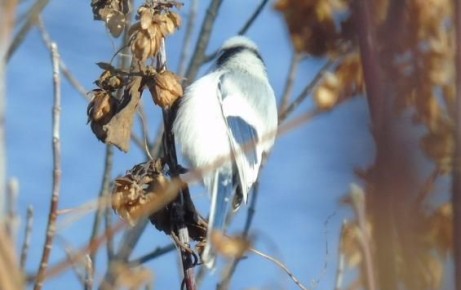 В Курской области сфотографировали редкую белую лазоревку-князька