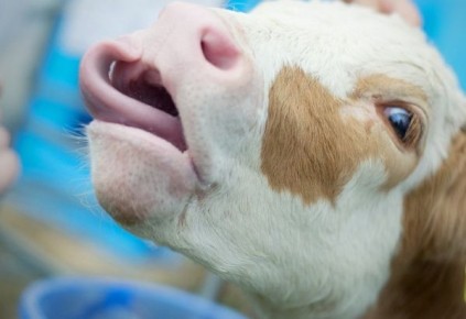 Куряне застрелили из арбалета чужих коров