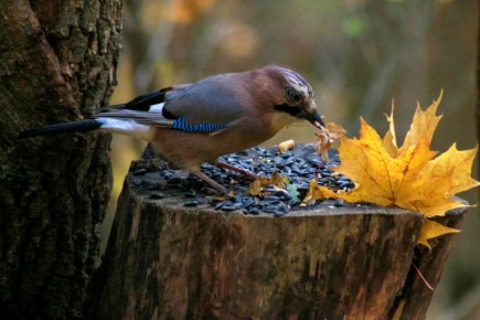  !.   ,   0C,   ,      -3C