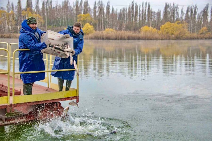 В пруд-охладитель Курской АЭС выпустили 4 тонны толстолобика и белого амура