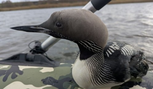 В Курской области рыбак спас запутавшуюся в сетях гагару