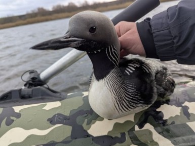 Курянин спас из браконьерских сетей чернозобую гагару