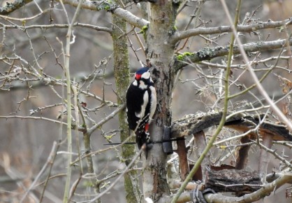 Железная птица. Каждый день дятел совершает около 12 000 ударов по дереву с мощной силой: Его череп — это природный шлем